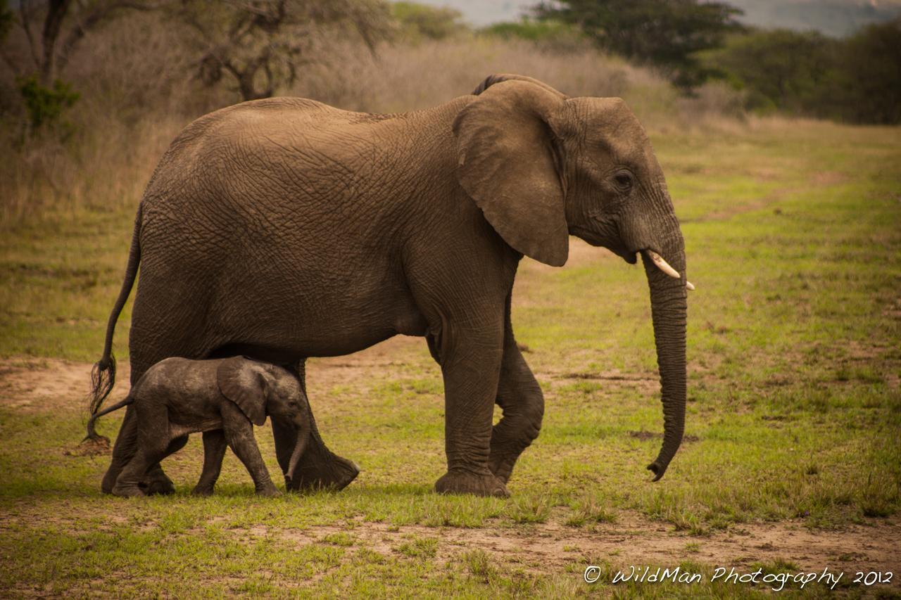 Ntambanana Thula Thula Exclusive Private Game Reserve & Lodge מראה חיצוני תמונה