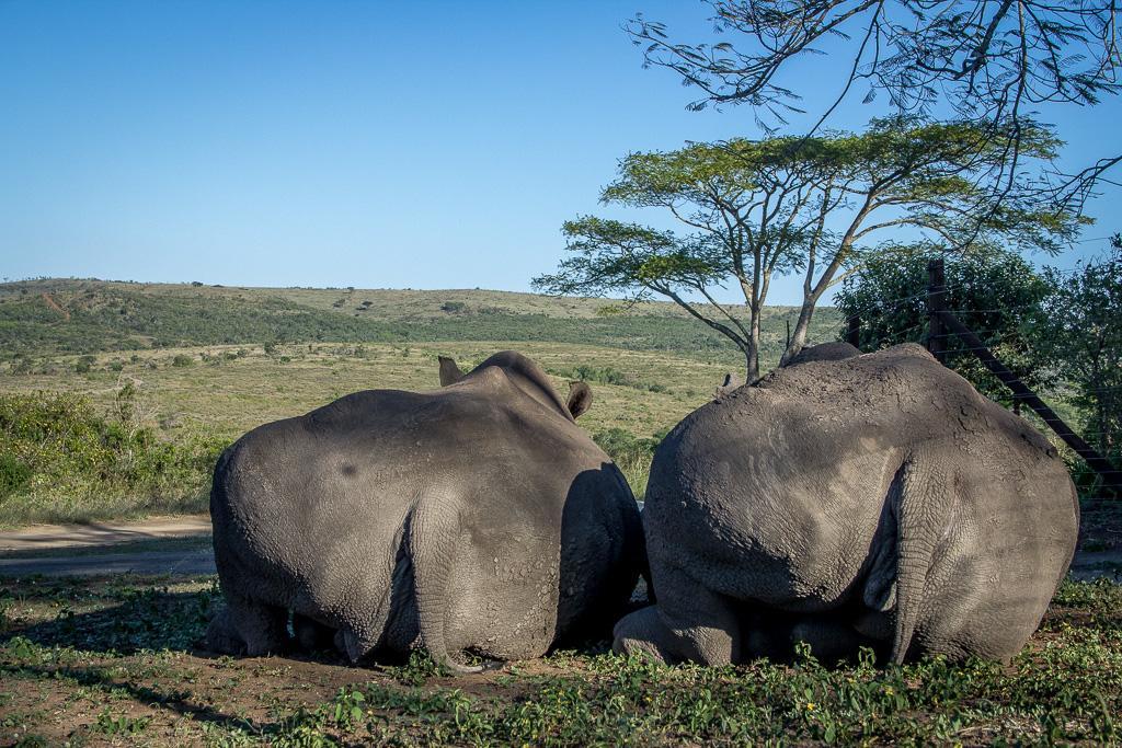 Ntambanana Thula Thula Exclusive Private Game Reserve & Lodge מראה חיצוני תמונה