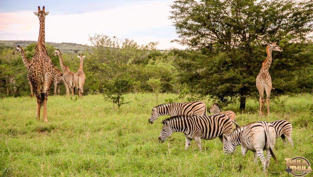Ntambanana Thula Thula Exclusive Private Game Reserve & Lodge מראה חיצוני תמונה