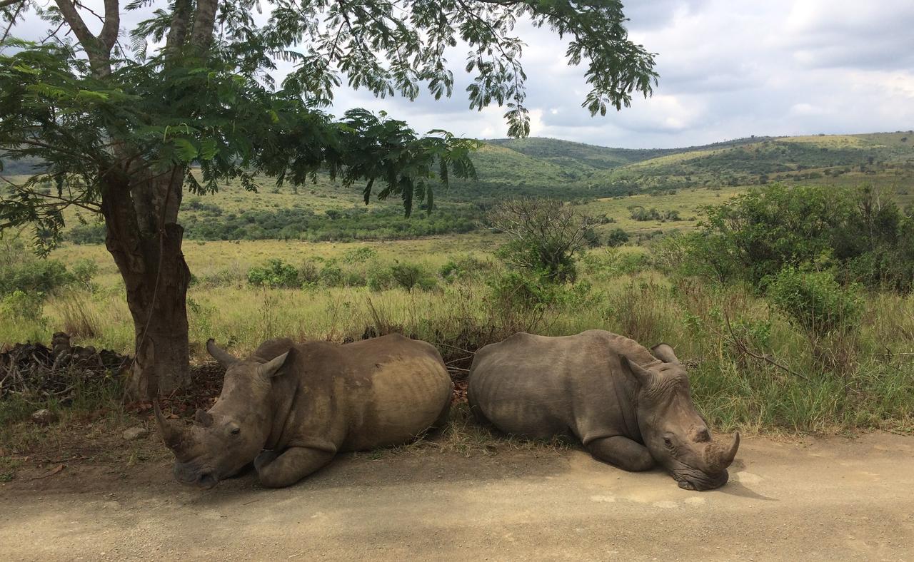 Ntambanana Thula Thula Exclusive Private Game Reserve & Lodge מראה חיצוני תמונה